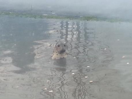 Keith the Grey seal 